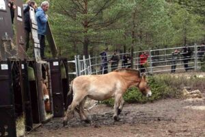 Caballos Salvajes Checa