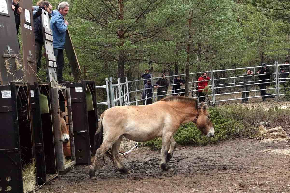 Caballos Salvajes Checa