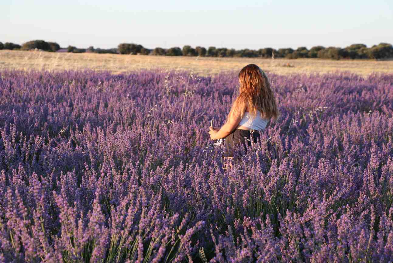 Campos lavanda Foto: pueblos mágicos