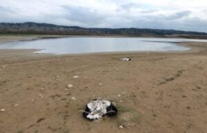 15 ejemplares de cigüeñas blancas no han sido retirados de una zona de alta sensibilidad ambiental cercana al río Tajo