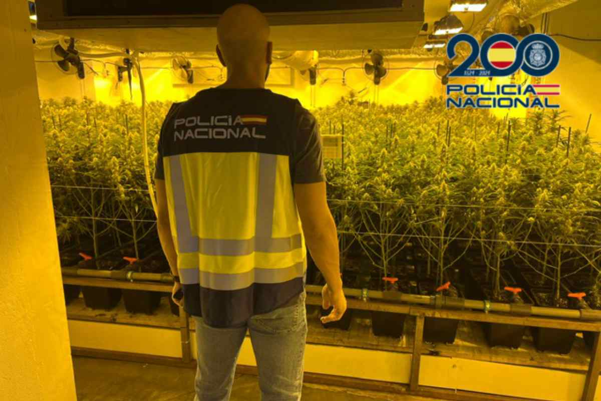 Plantación de marihuana en Cubas de La Sagra (Toledo).