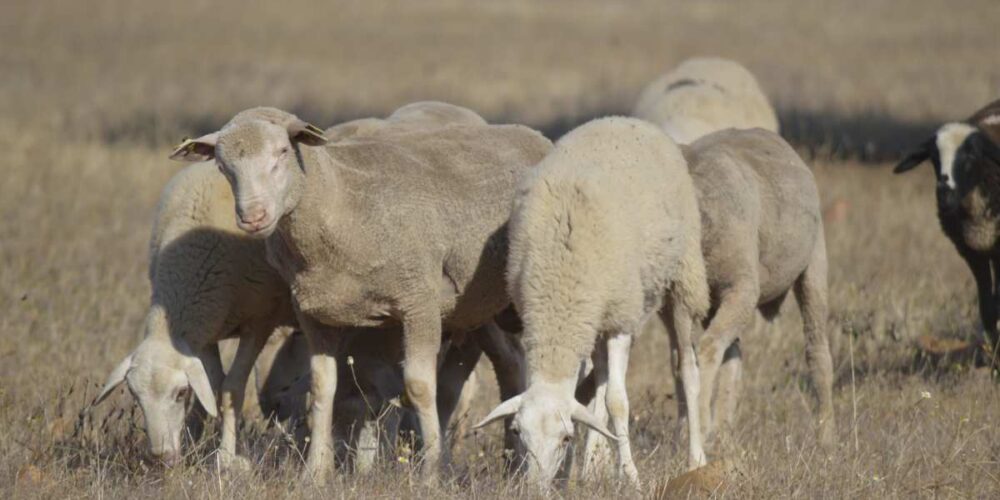 ovejas manchegas