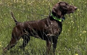 Atos del Poggetto, braco alemán campeón de Italia