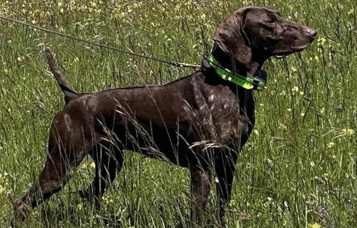 Atos del Poggetto, braco alemán campeón de Italia