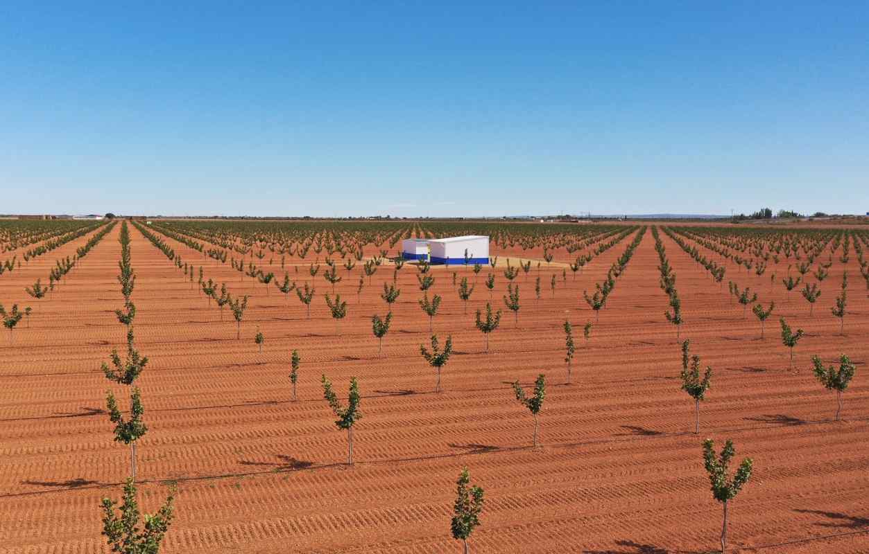 Plantación de pistachos de Fausto Tienza.