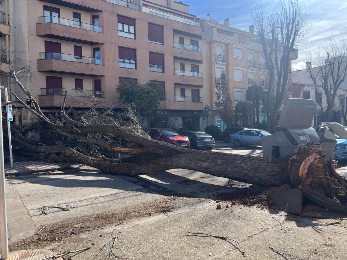 Árbol caído en el Paseo de San Isidro de Tomelloso