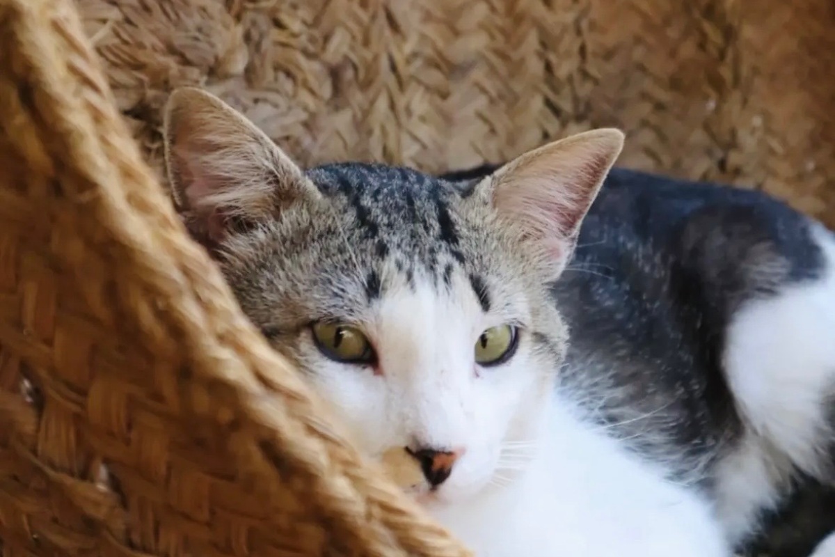 'Bigotes', habitante de Moriscote (Albacete)