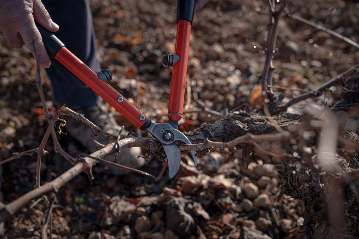 poda del viñedo