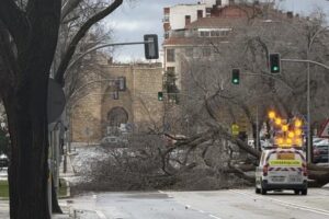 Uno de los árboles que ha cortado por completo la entrada y salida a Ciudad Real por la zona de la Puerta de Toledo