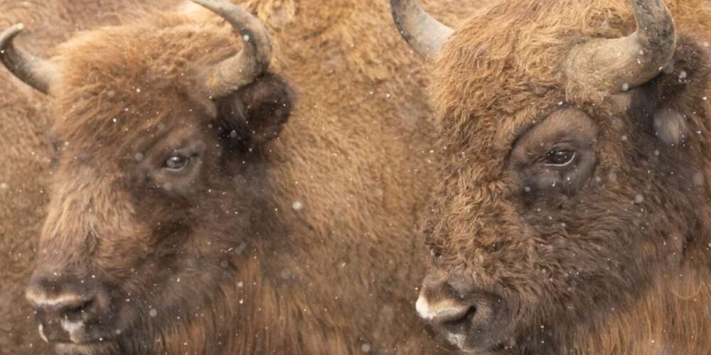Bisonte europeo Foto: Fundación Rewilding Spain