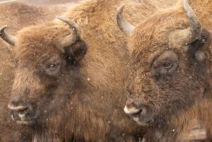 Bisonte europeo Foto: Fundación Rewilding Spain