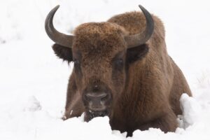 Bisonte Foto: Fundación Rewilding Spain