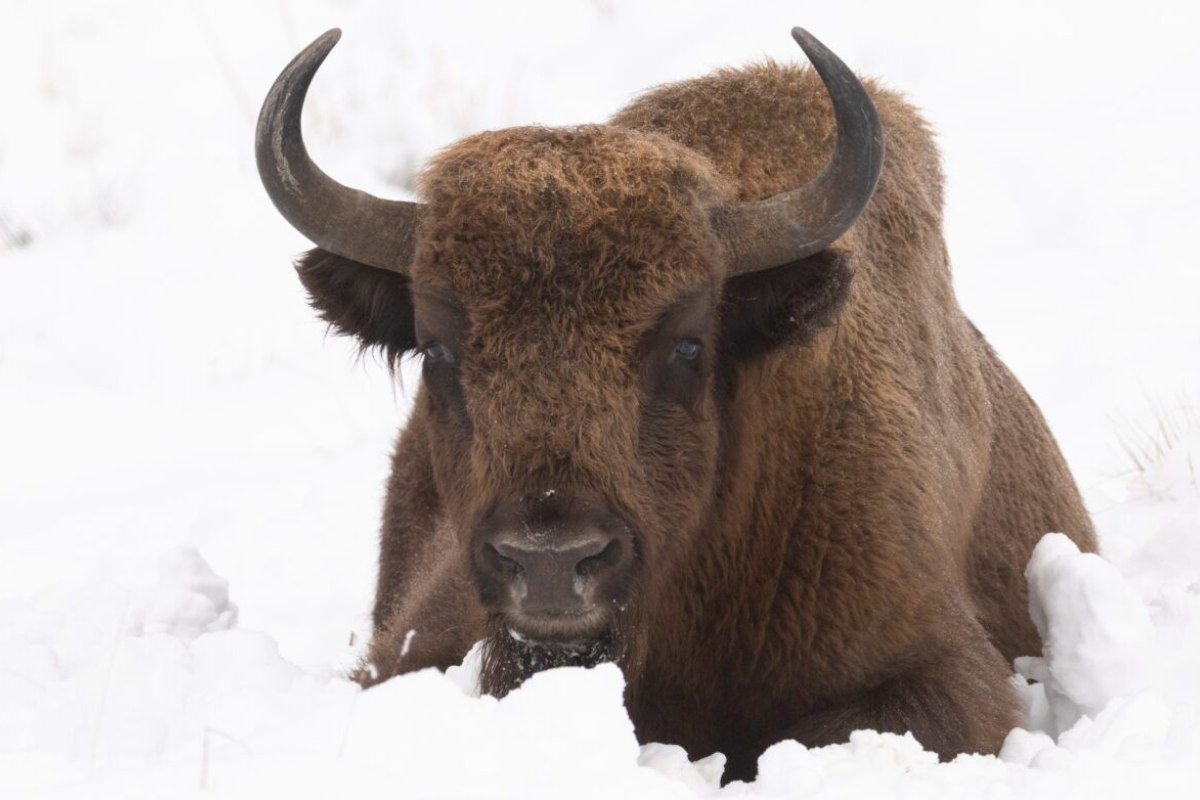 Bisonte Foto: Fundación Rewilding Spain