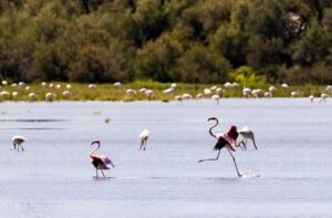 La Laguna de La Inesperada de Pozuelo de Calatrava (Ciudad Real)