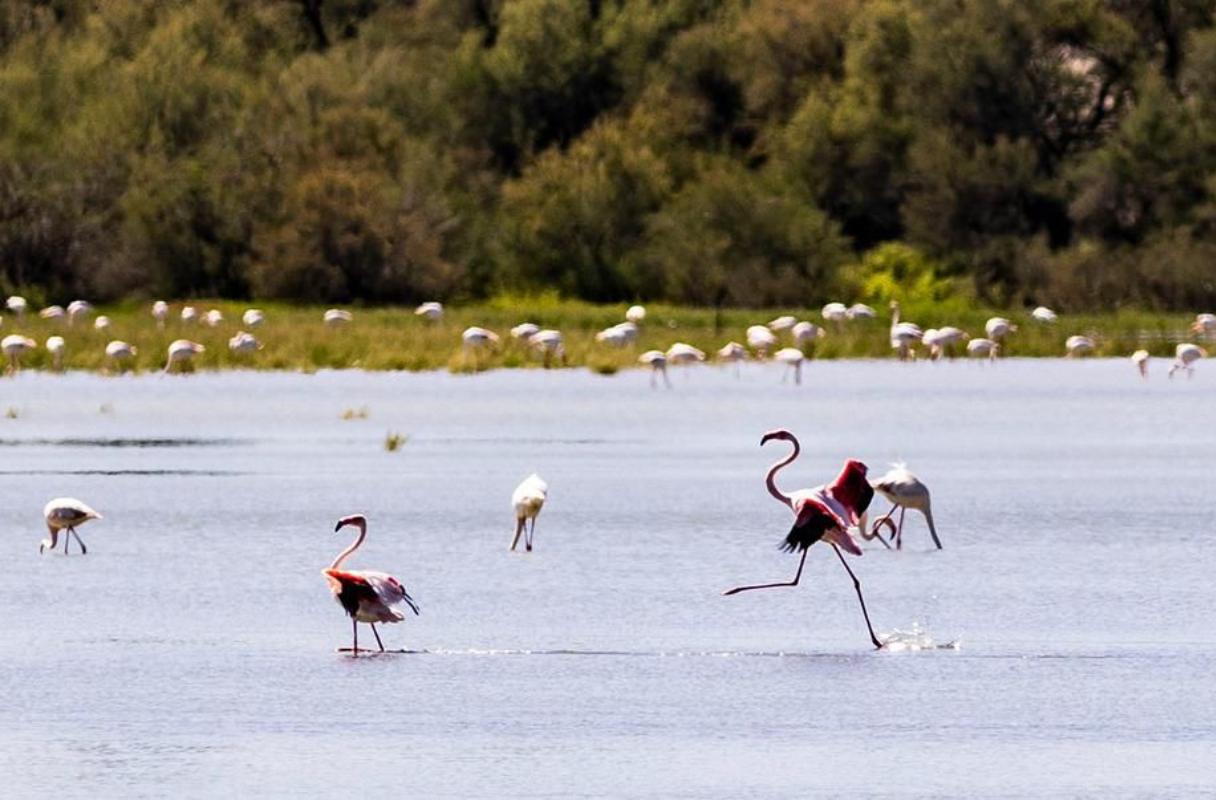 La Laguna de La Inesperada de Pozuelo de Calatrava (Ciudad Real)