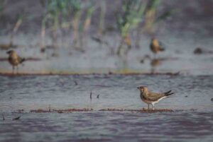 Humedal en Castilla-La Mancha.