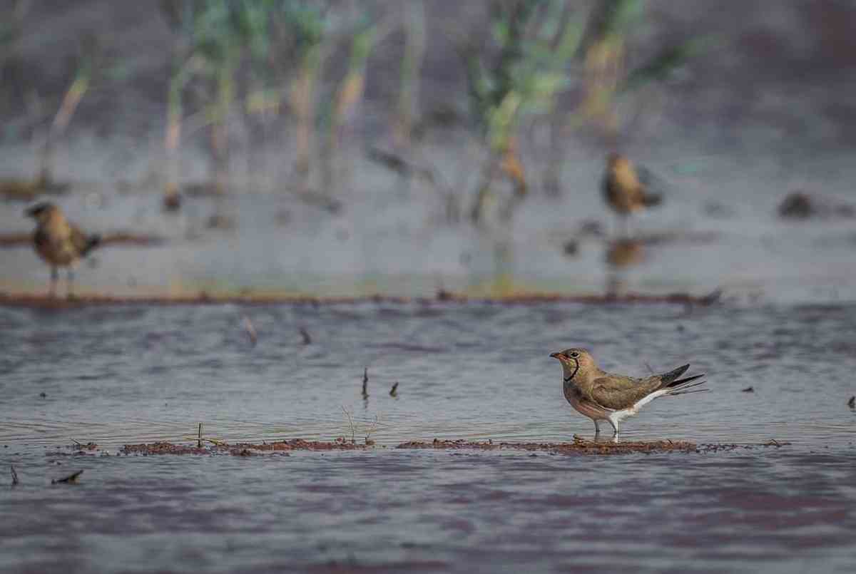 Humedal en Castilla-La Mancha.
