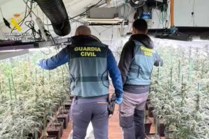 La Guardia Civil ha incautado más de 800 plantas de marihuana. Foto: Guardia Civil
