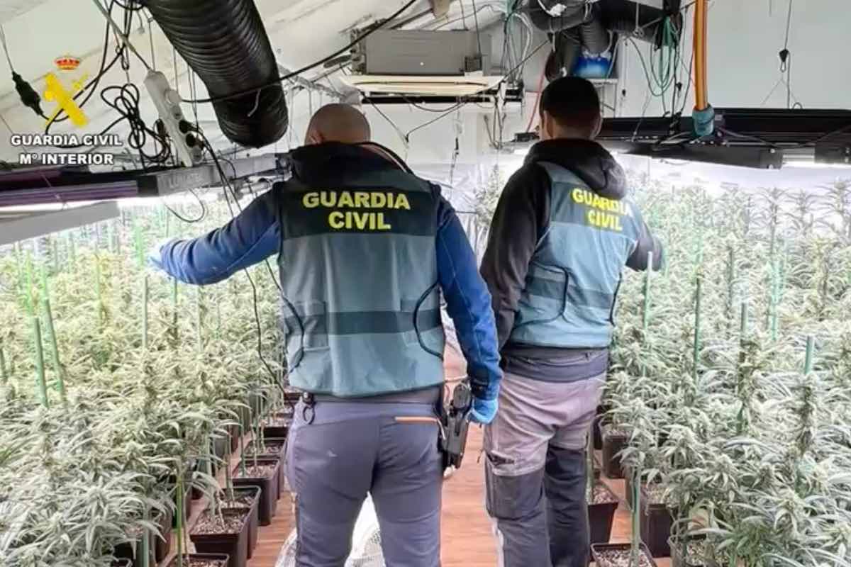 La Guardia Civil ha incautado más de 800 plantas de marihuana. Foto: Guardia Civil