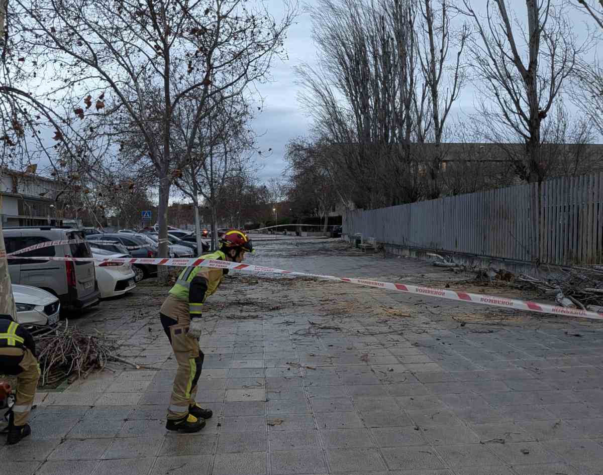 Ramas caídas en el recinto de Castilla-La Mancha Media.