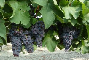 Imagen de unas vides.