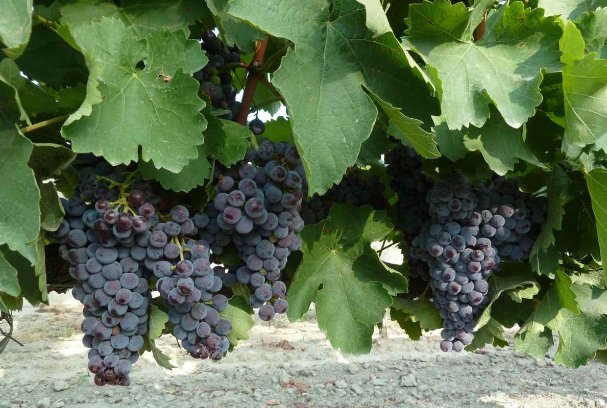 Imagen de unas vides.