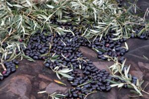 recolección de aceituna