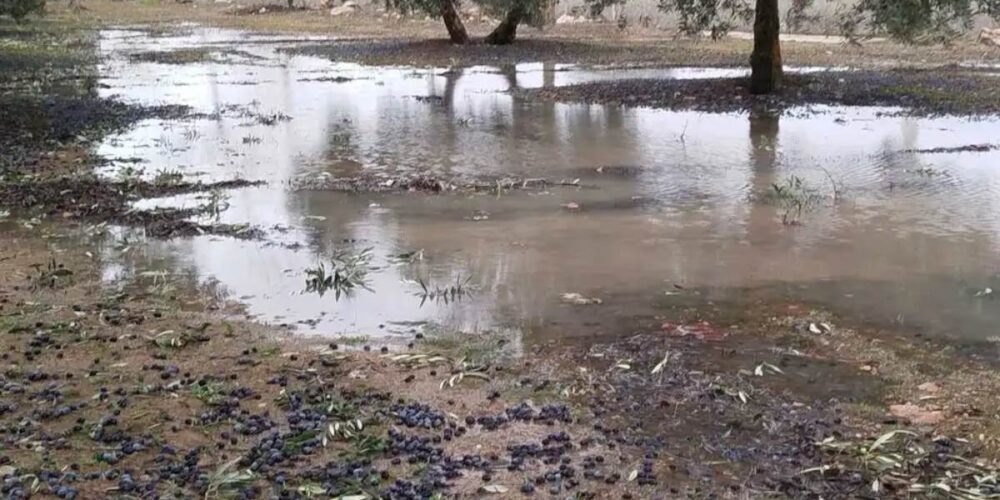 Daños en los cultivos provocados por el tren de borrascas