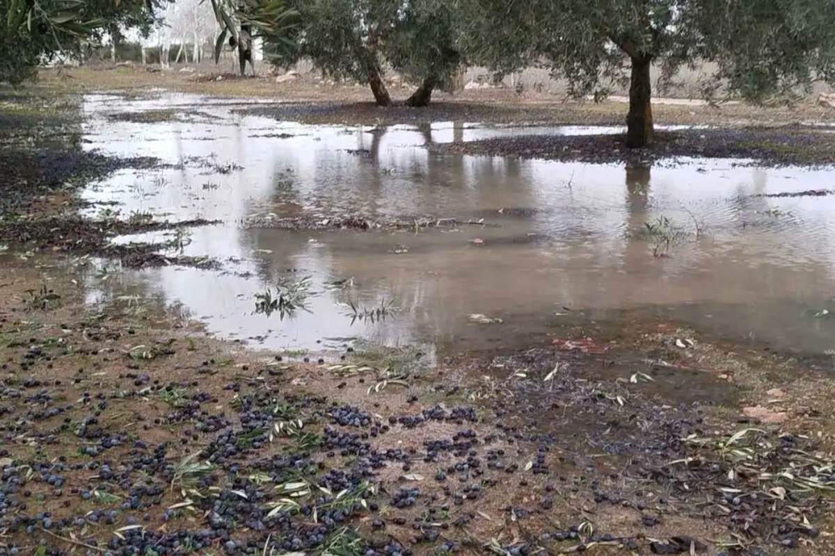 Daños en los cultivos provocados por el tren de borrascas