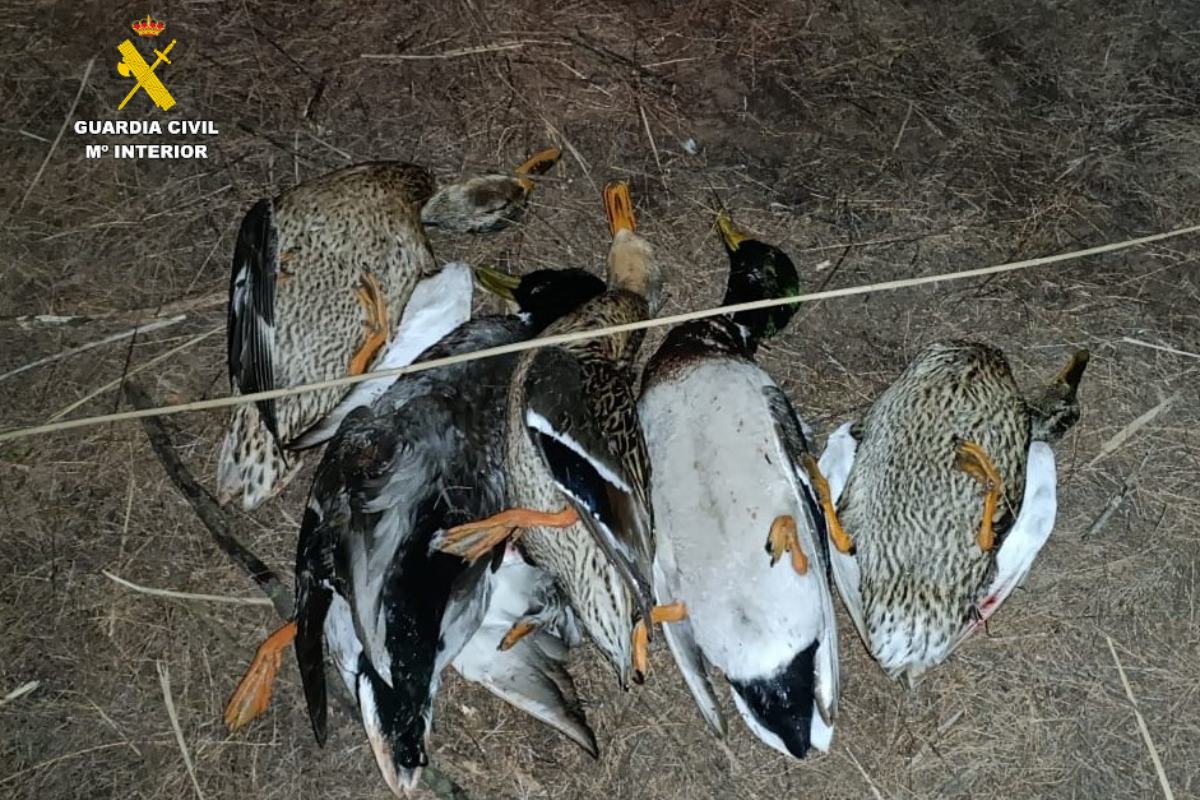 Aves migratorias acuáticas cazadas en Chinchilla de Montearagón (Albacete)