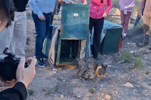 Momento de la suelta de Winder