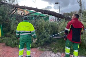 Operarios del Ayuntamiento de Ciudad Real retirando un árbol caído