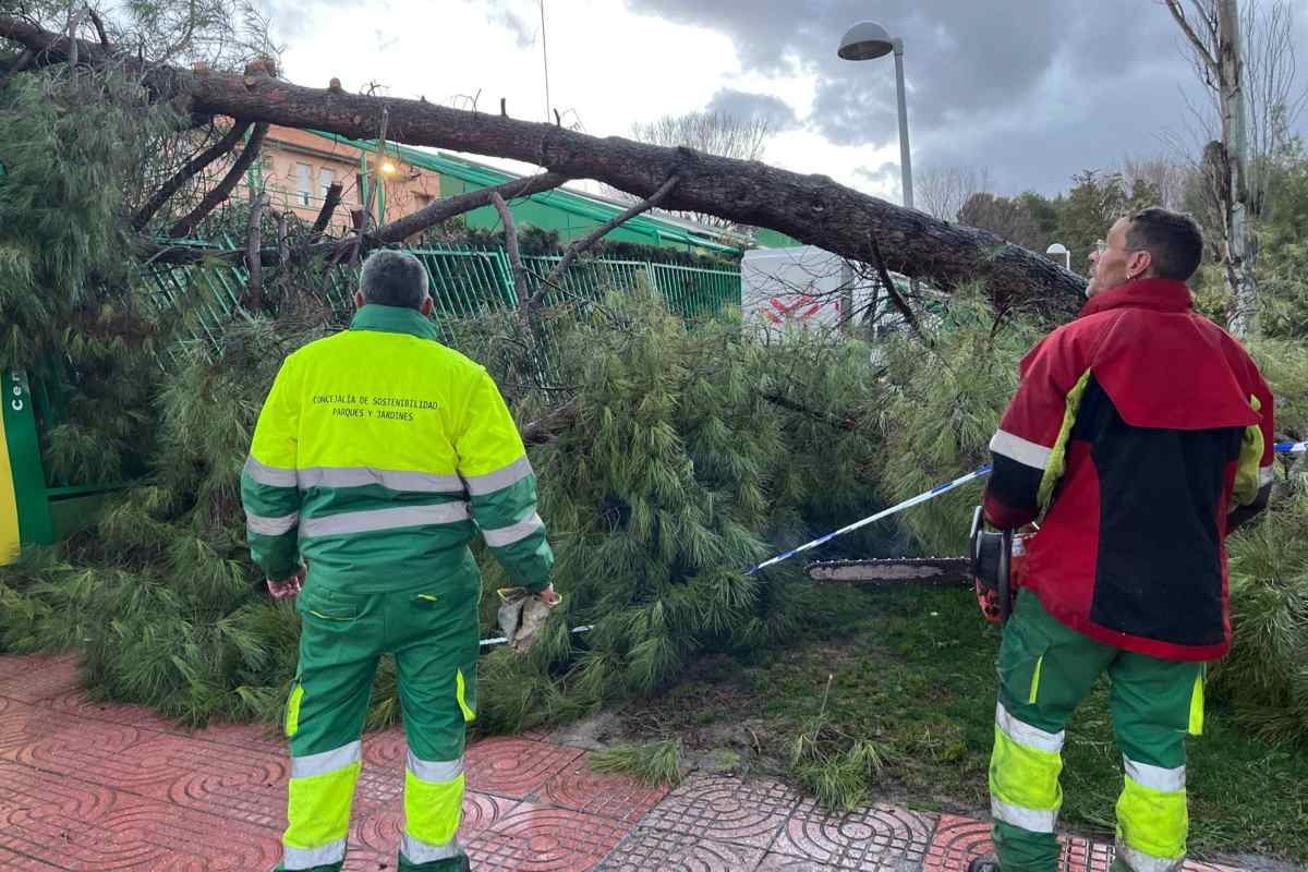 Operarios del Ayuntamiento de Ciudad Real retirando un árbol caído