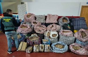 Intervinieron 527 kilos de esa planta almacenados en sacas