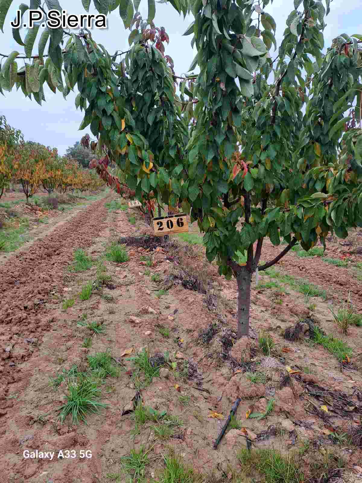 Cerezo Apadrinado Foto: J.P. Sierra