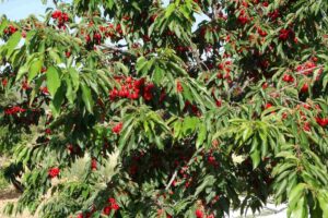 Mi cerezo en la Alcarria Foto: J.P. Sierra