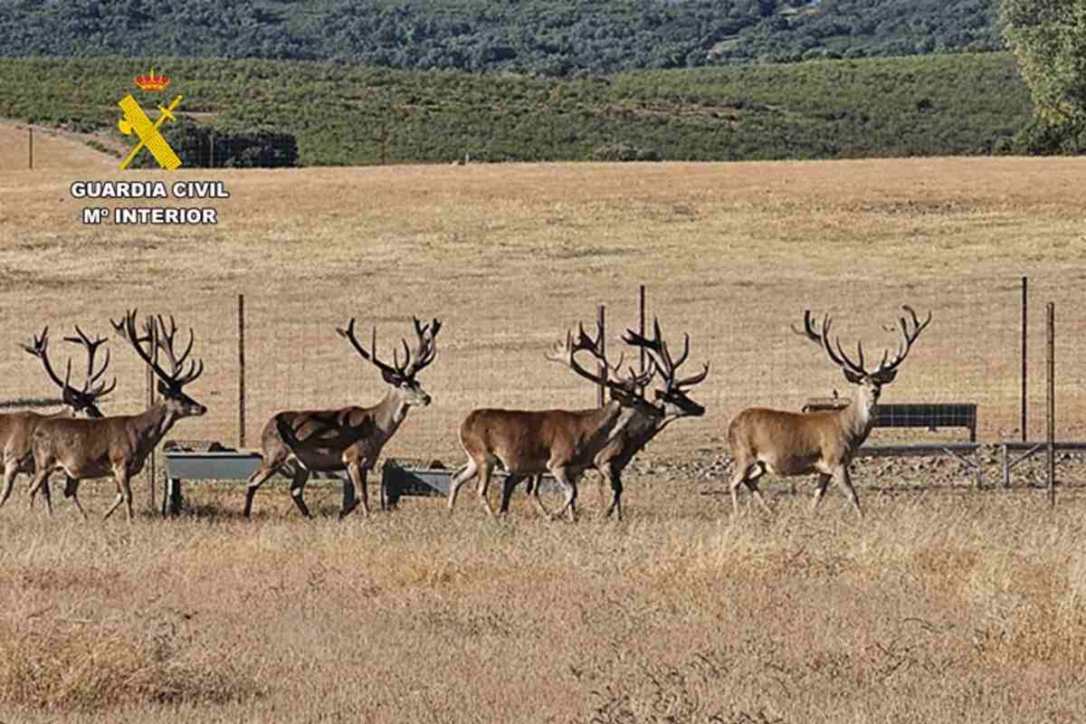 Ciervos.