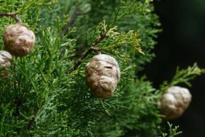 ciprés-arizónica-alergia