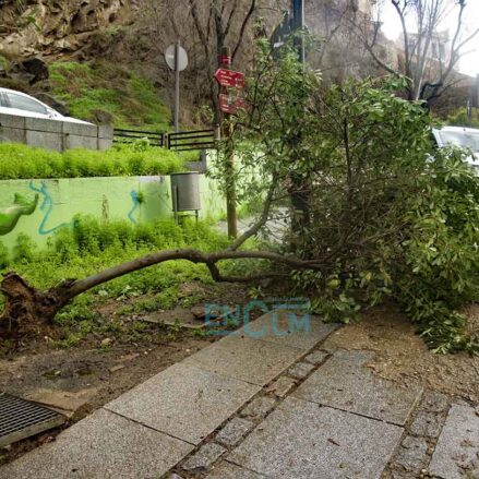 Árbol caído en la senda ecológica del Tajo.
