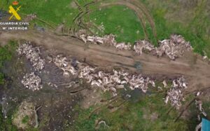 Imagen de los ejemplares abatidos en la montería.