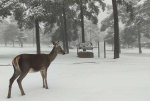 Imagen de la Ciudad Encantada este 4 de febrero de 2026. Imagen: CMM Cuenca