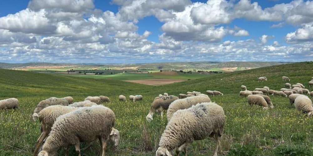 ovejas pastando