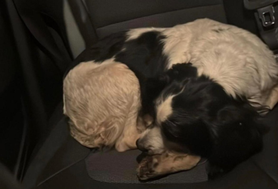 Uno de los dos perros recuperados.