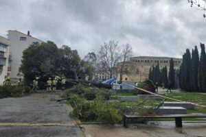 Pino desplomado Guadalajara foto: EP