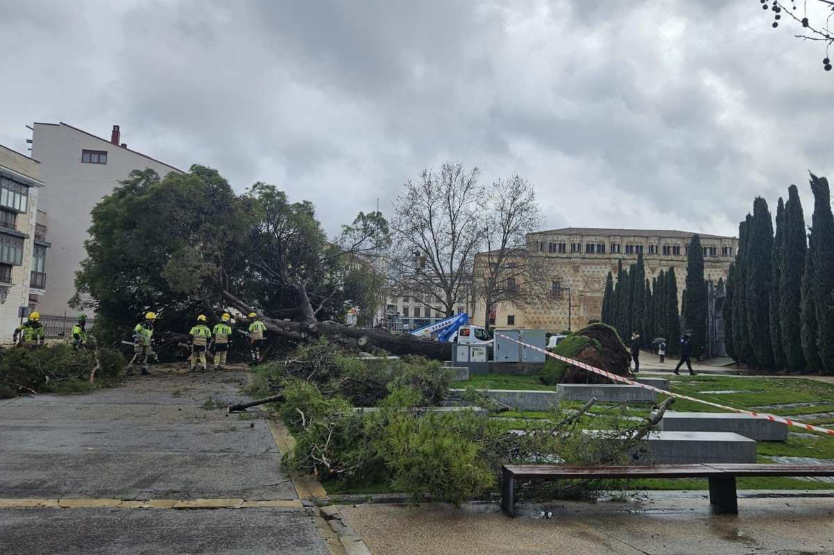 Pino desplomado Guadalajara foto: EP