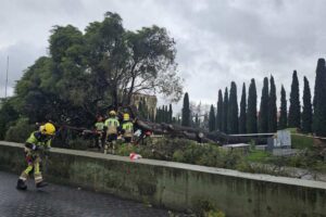 Caída pino Guadalajara