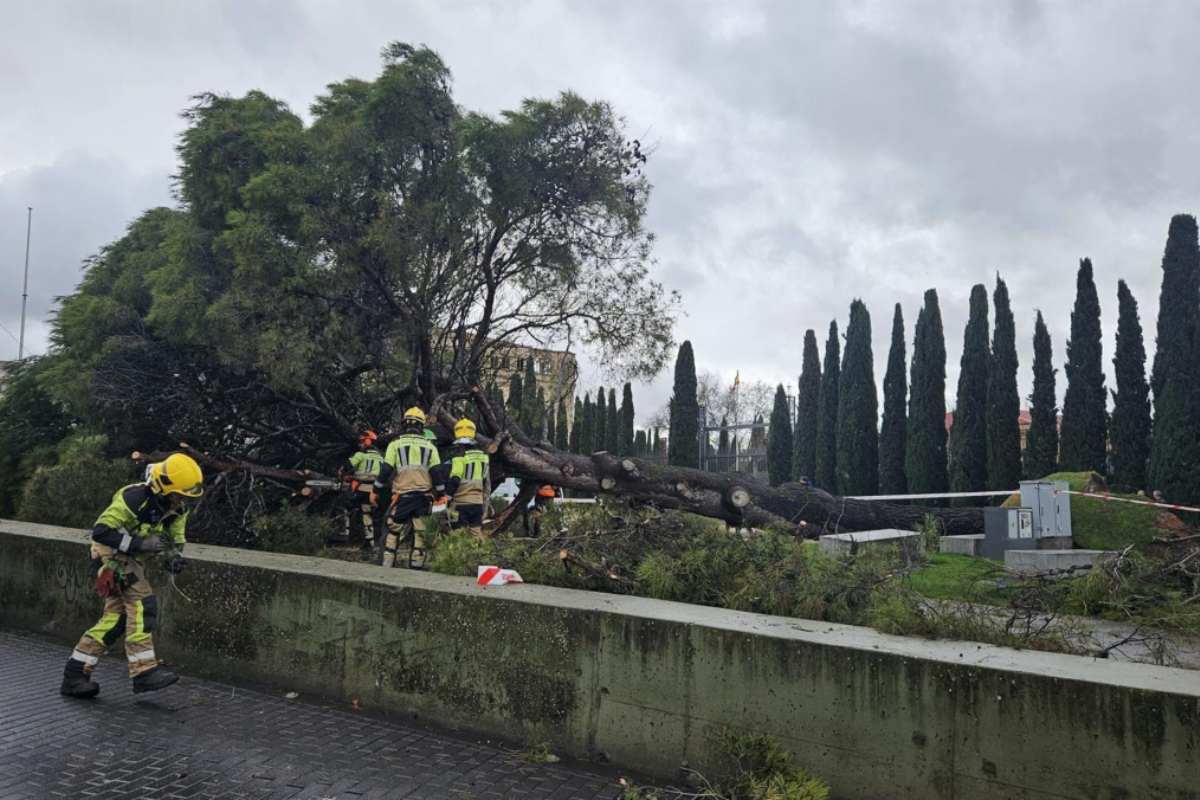 Caída pino Guadalajara