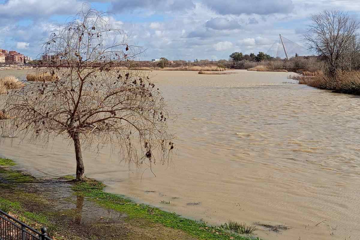Río Tajo en Talavera de la Reina este jueves. Foto: ENCLM