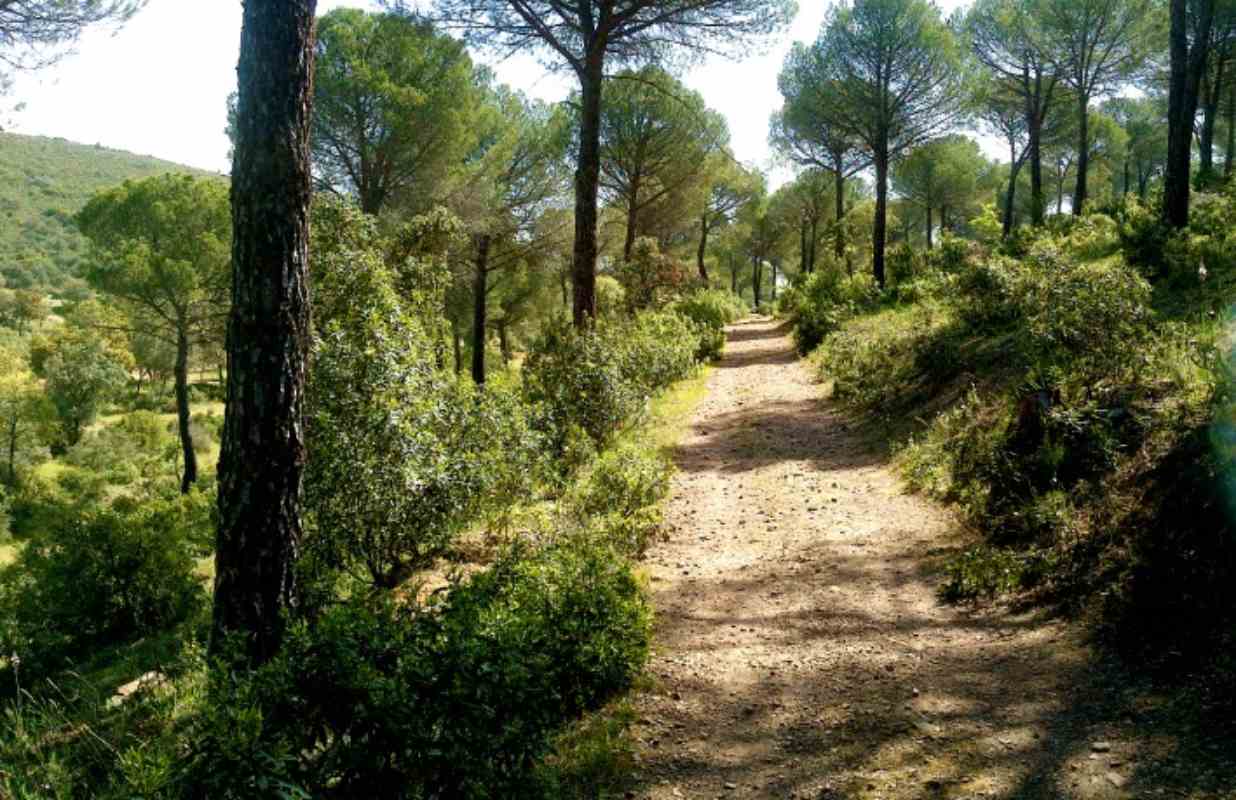 Imagen de archivo de uno de los senderos de la Diputación en Madridejos.