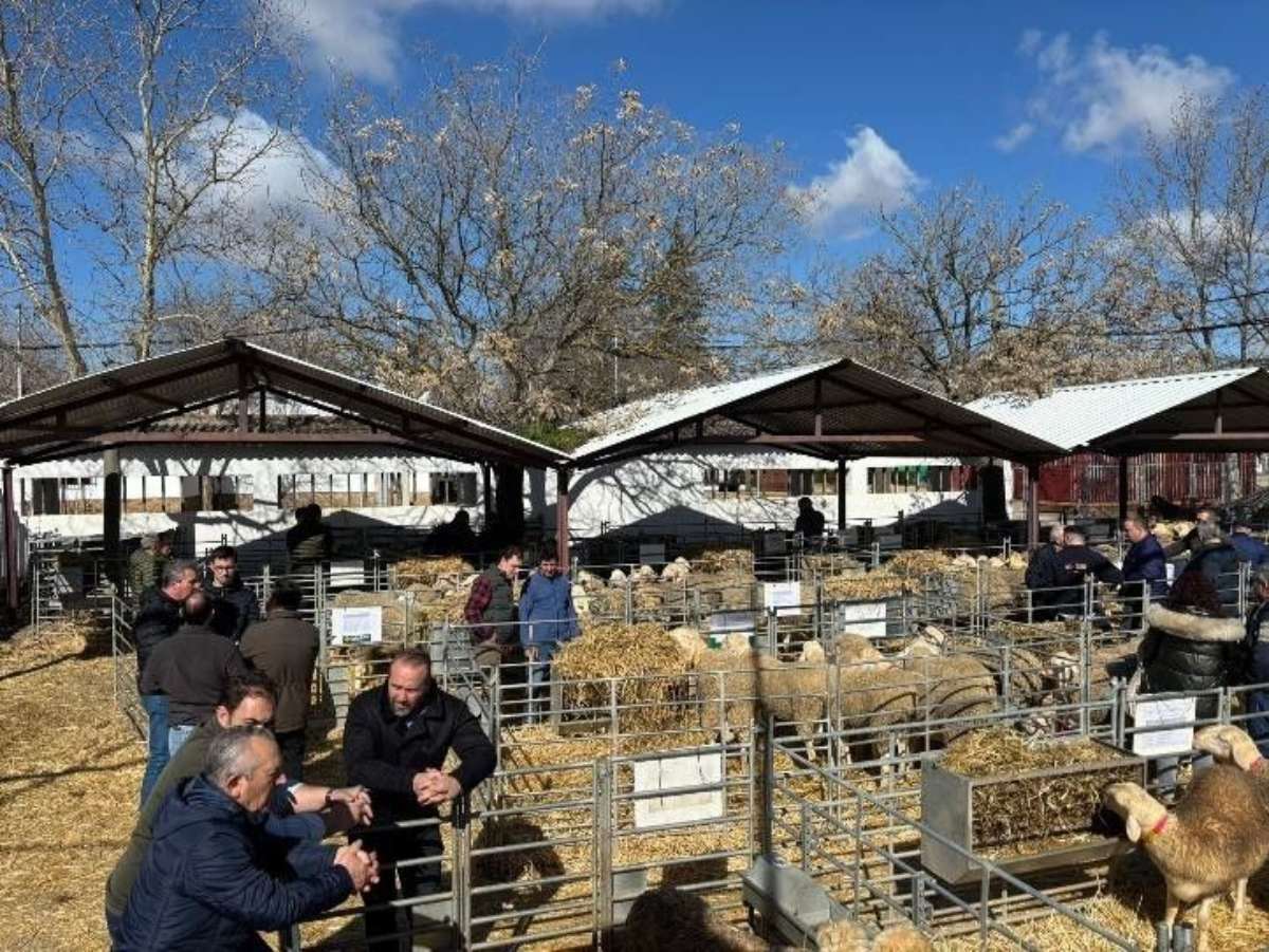 subasta de oveja manchega